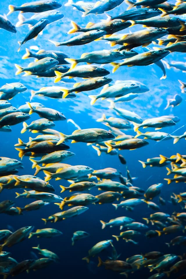 Aqua Culture